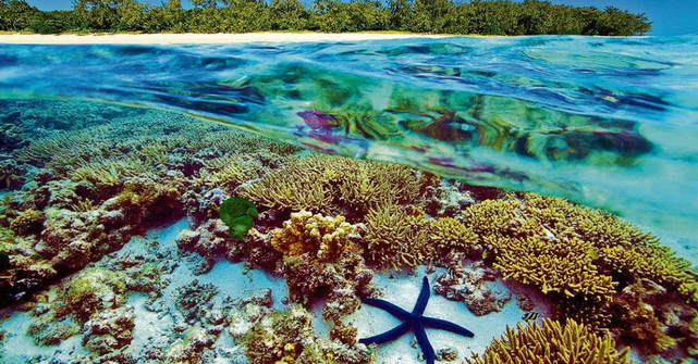 Great Barrier reef protected by film